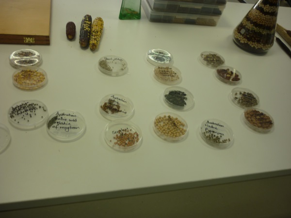 Grain samples